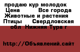 продаю кур молодок. › Цена ­ 320 - Все города Животные и растения » Птицы   . Свердловская обл.,Нижняя Тура г.